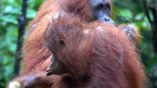 Female orangutan eats bananas with enthusiasm.