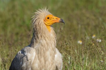 Obraz premium Egyptian Vulture