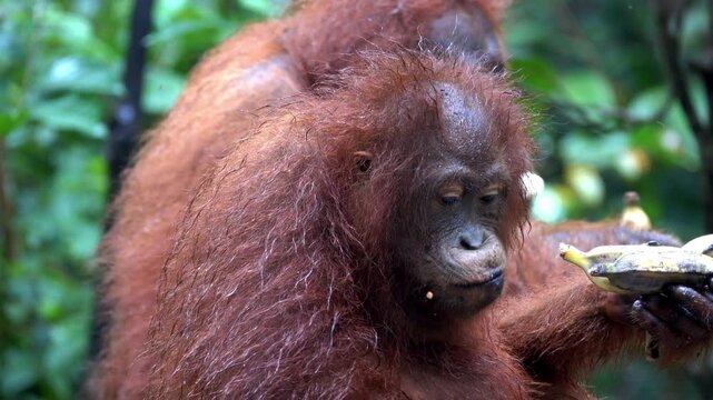 Orangutan eats a banana and looks toward camera.