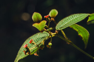 Miconia Crenata.