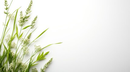 Fototapeta premium Green Grass and White Flowers on White Background