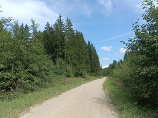 Road in forest in Siauliai county during sunny summer day. Oak and birch tree woodland. Sunny day with white clouds in blue sky. Bushes are growing in woods. Sandy road. Nature. Summer season. Miskas.