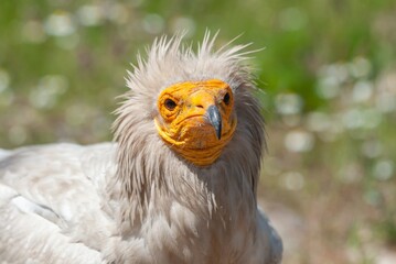 Egyptian Vulture