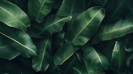 Obraz premium Close-up of large leaves, abstract texture of green leaves on a dark background, a nature concept banner for desktop wallpaper.
