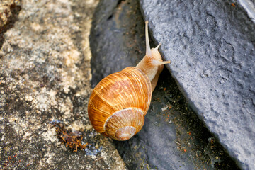 Roman snail (Helix pomatia) climbing up a lamp standard
