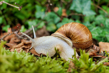 Roman snail (Helix pomatia) slithering along a moss covered wall
