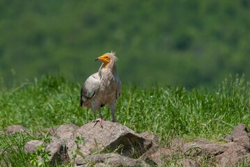 Egyptian vulture globally endangered species