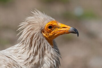 Egyptian Vulture