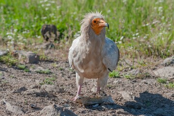 Egyptian vulture globally endangered species