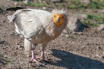 Egyptian vulture globally endangered species
