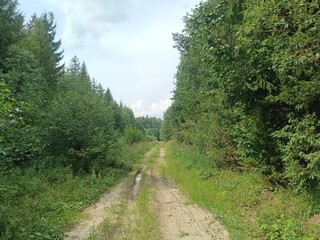 Forest in Siauliai county during sunny summer day. Oak and birch tree woodland. Sunny day with white clouds in blue sky. Bushes are growing in woods. Nature. Miskas.	
