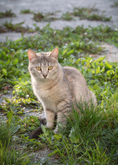 Obraz premium Cute grey stray cat sits on the ground in summer, vertical image, selected focus.