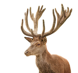 Red deer stag isolated on a white background