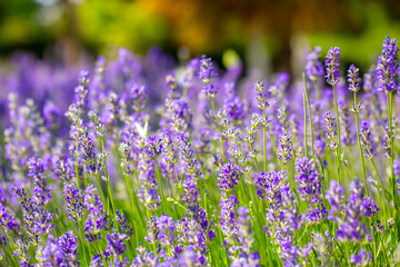Obraz premium Spring lavender flowers under sunlight. Lilac flowers close up. Beautiful landscape of nature with a panoramic view. Hi spring. long banner