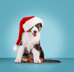 Bernese Mountain Dog puppy wearing Santa's hat on blue background