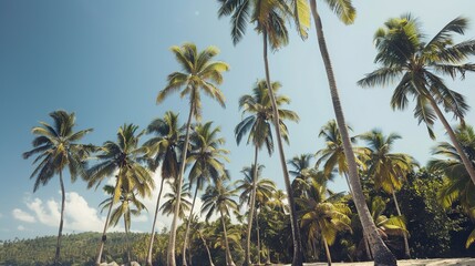 Fototapeta premium Beautiful Summer Beach Background with Palm Leaves and Ocean View