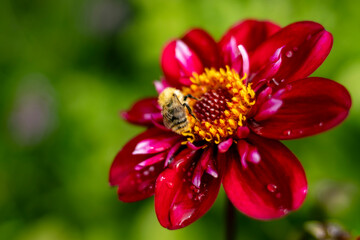 Close-up of Red Dahlia Flower with Bee Collecting Pollen