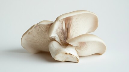 Fototapeta premium Cluster of Oyster Mushrooms with White Background