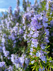 Obraz premium Rosemary herb with purple flowers in springtime on a sunny day.