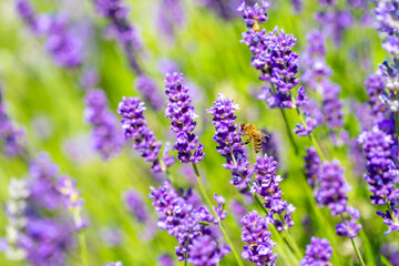 Spring lavender flowers under sunlight. Bees pollinate flowers and collect pollen. Lavender honey. Beautiful landscape of nature with a panoramic view. Hi spring. long banner