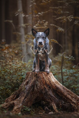 Halloween portrait of dog bat skeleton