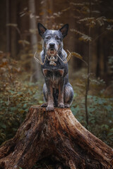 Halloween portrait of dog bat skeleton