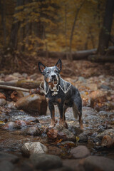 Halloween portrait of dog bat skeleton