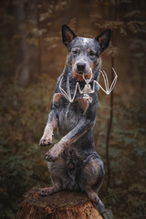 Halloween portrait of dog bat skeleton