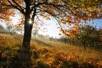 Orchard with old Cherry Trees in Autumn, the sun is shining through orange leaves