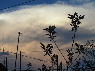 Obraz premium OLYMPUS DIGITAL CAMERA