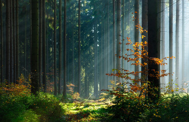 Forest of Spruce trees in Autumn with the sun shining through morning fog