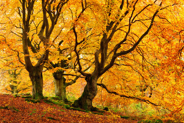 Forest of Gnarly Old Beech Trees in Autumn, Leaves Changing Colour