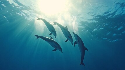 Fototapeta premium A pod of dolphins swim in the blue ocean with sunlight shining through the surface.