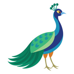 Illustration of Peafowl Isolated on white