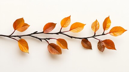 Naklejka premium auntumn leaves white background