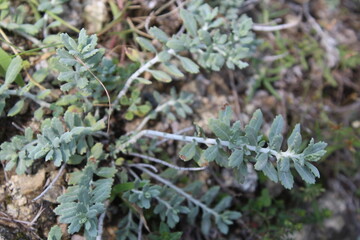 teucrium polium, Felty Germander or Wood Sage