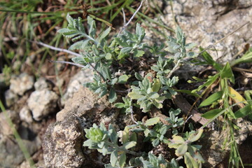 teucrium polium, Felty Germander or Wood Sage