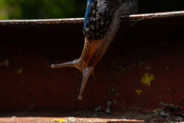 snail on the roof