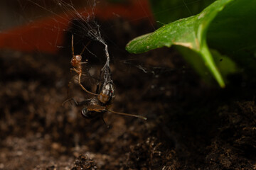 spider on the web
