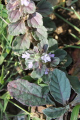 Ajuga Decumbens or Lallemantia royleana 