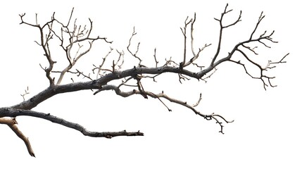 Obraz premium tree isolated on white