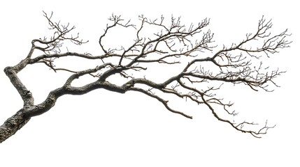 Obraz premium tree isolated on white