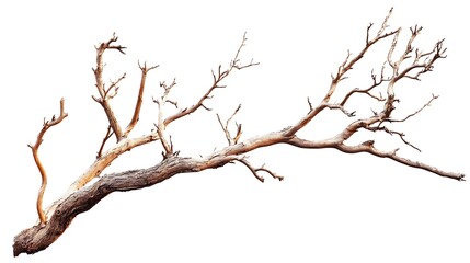 tree isolated on white