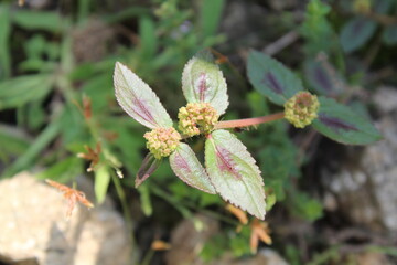 Euphorbia Hirta or Asthma Plant