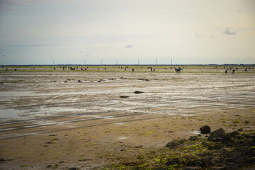 The Gois passage, a road emerging only during low tide, with people digging shellfish. Noirmoutier island, France.