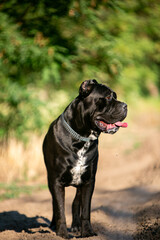 Cane Corso dog in autumn colors