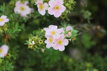 tiny beautiful pink flowers close up on a green background