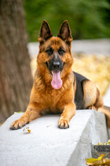 German Shepherds in the Park