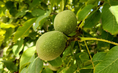 Two walnut fruits on a branch in the begin of September