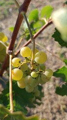 Grapes by nature